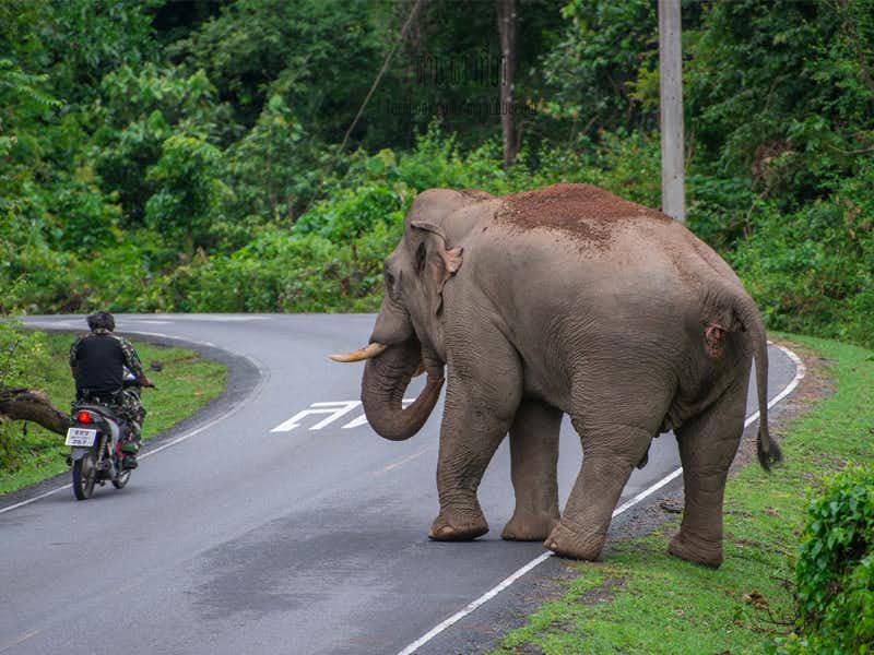 ประกันรถยนต์ชั้น1 ช้างเหยียบรถ
