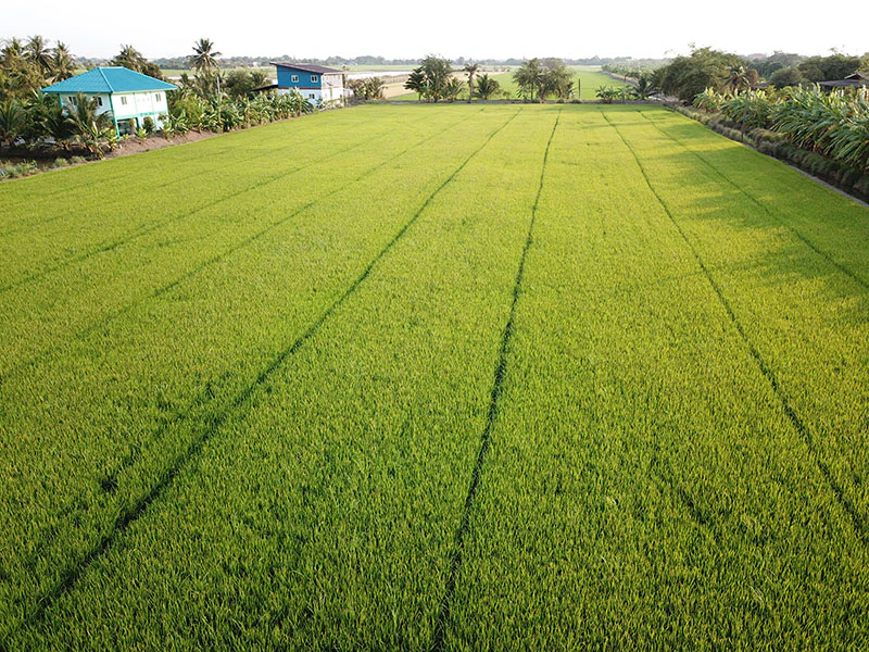 ขับรถเที่ยวดูนก หนองจอก กรุงเทพฯ