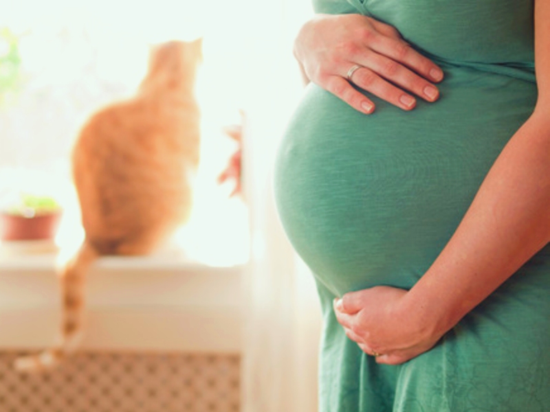 อุจจาระของแมวอาจทำให้เกิดภาวะแท้งทารกในครรภ์