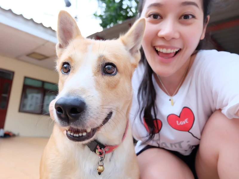 หมาไทย
