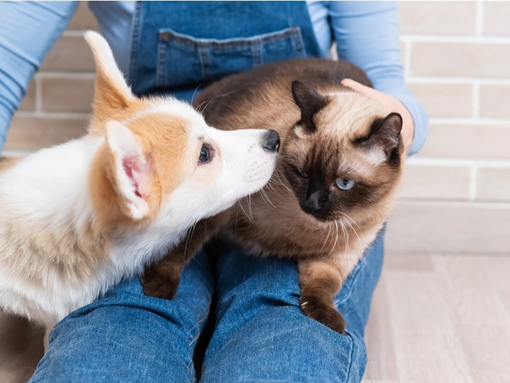 ลักษณะของสุนัขและแมวไทยนำโชค - Rabbit Care