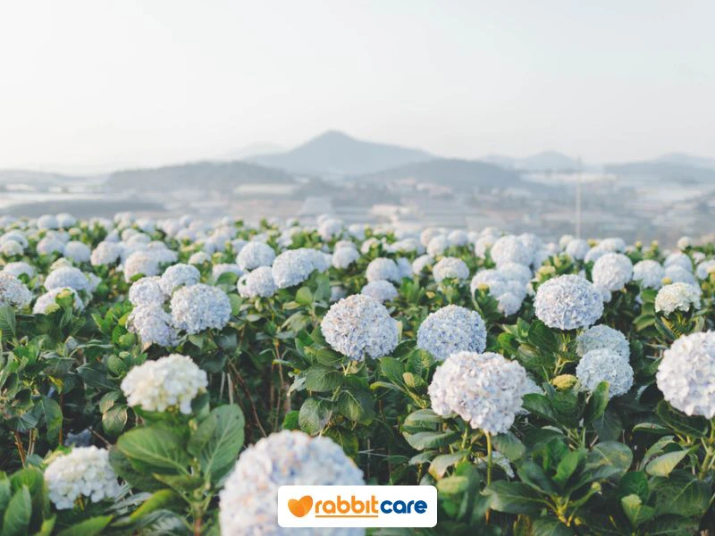ที่เที่ยวเวียดนาม เมืองดาลัด ทุ่งไฮเดรนเยีย (Hydrangea Garden)