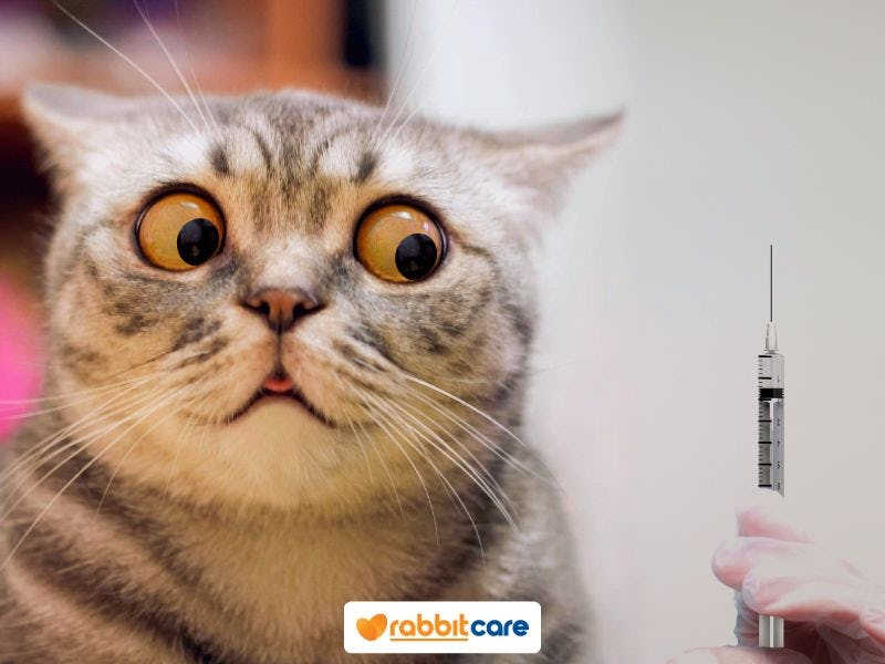 List วัคซีนแมว ที่เหล่าทาสแมวควรพาไปฉีด | แรบบิท แคร์