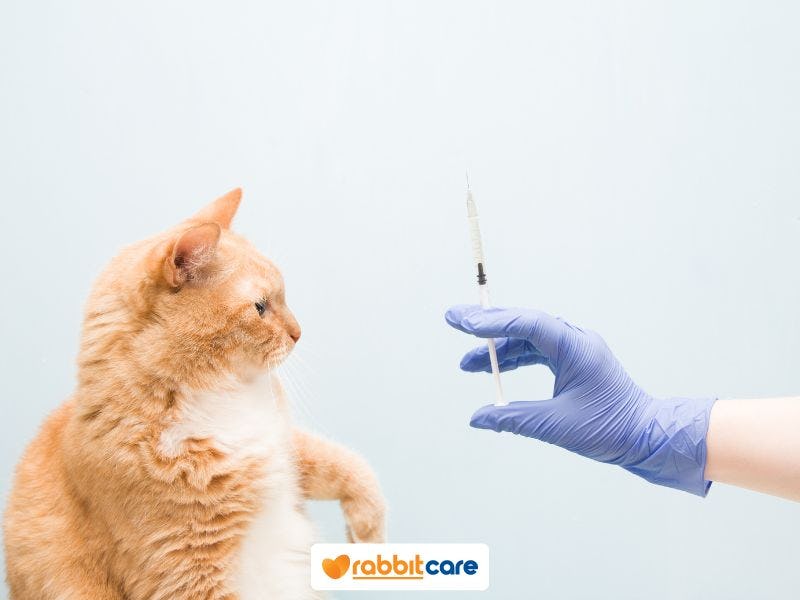 วัคซีนแมว อาการหลังฉีด