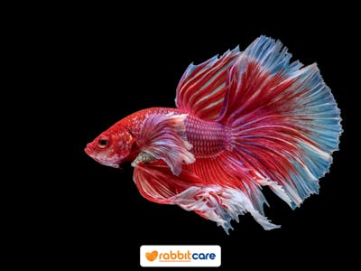 Rabbit Care Blog Image 84757