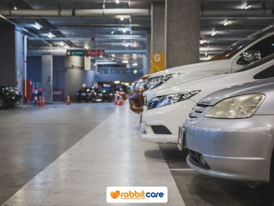 Rabbit Care Blog Image 84529