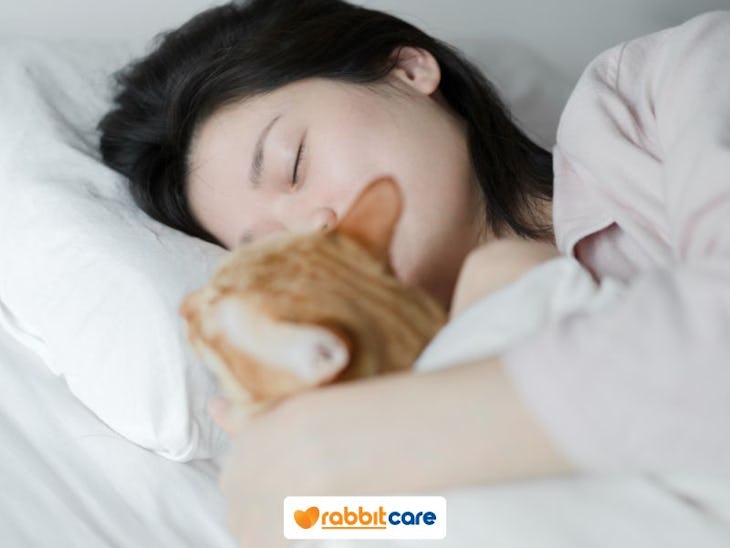 ฝันเห็นแมว