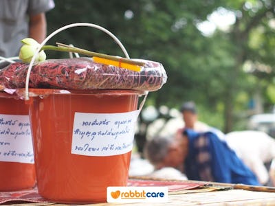 Rabbit Care Blog Image 84770