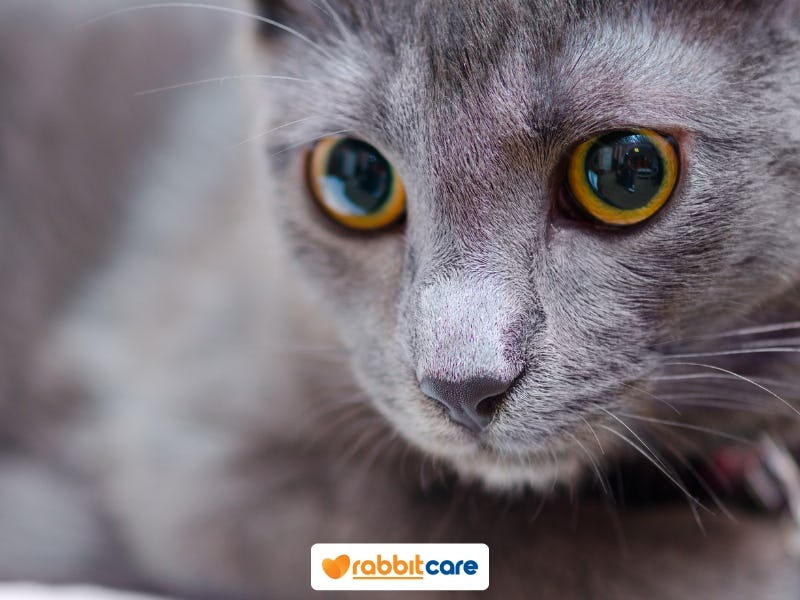 ดูดเรื่องราวของแมวสีเทา พันธุ์อะไร ที่ทำให้คุณตื่นตาตื่นใจ -  Thminhduc.Edu.Vn