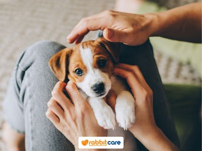 Rabbit Care Blog Image 85436