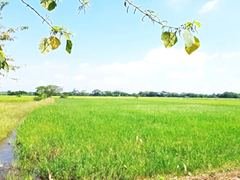 thailand-project