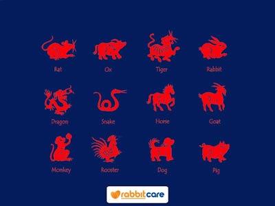 Rabbit Care Blog Image 79968