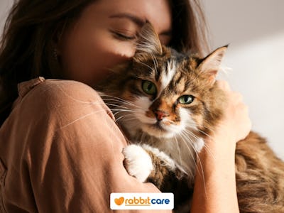 Rabbit Care Blog Image 87479