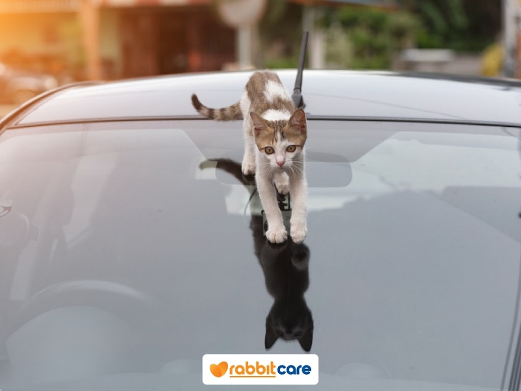 แมวตกใส่รถ