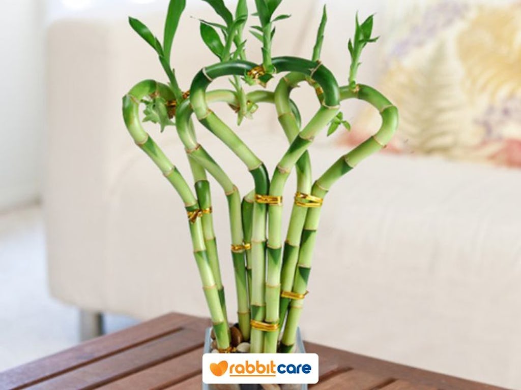 cây lọc không khí trong nhà phất dụ