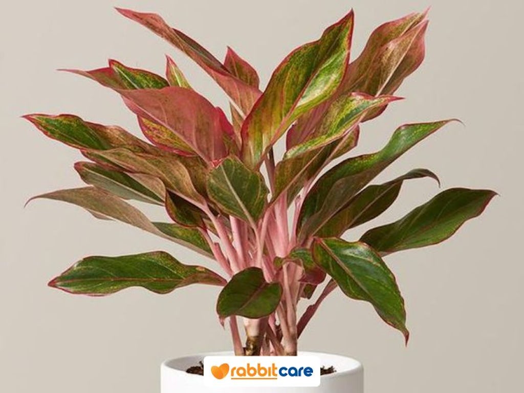 phú quý - cây cảnh điều hòa không khí