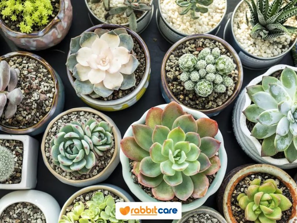 cây sen đá đem lại may mắn