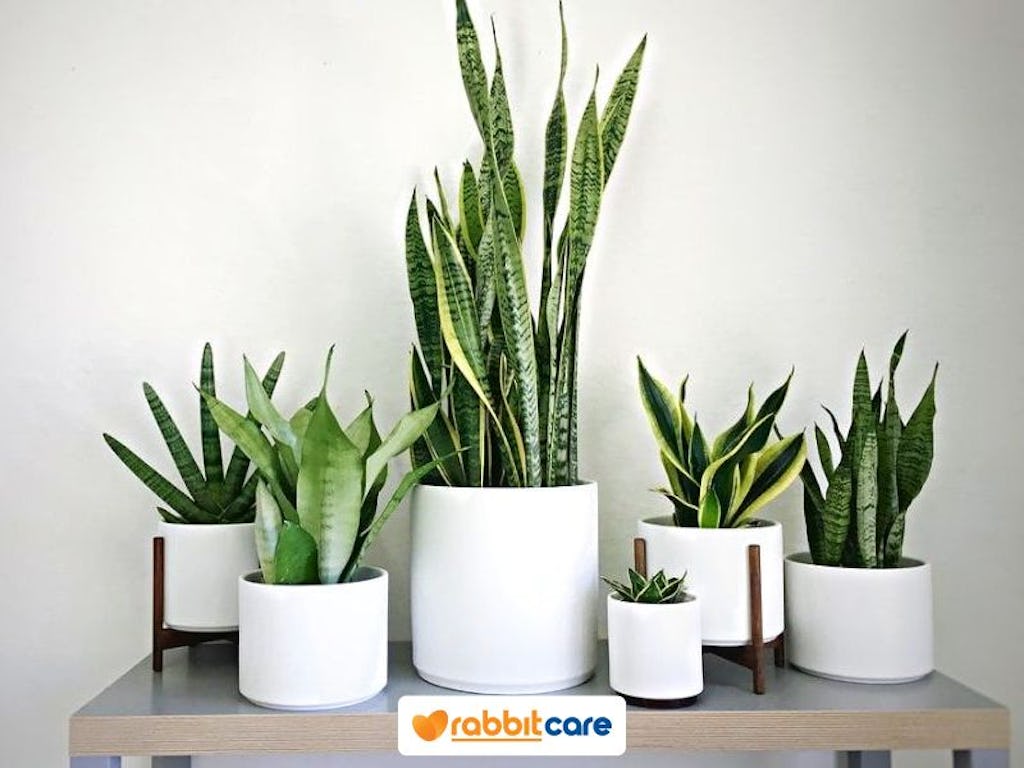 cây lọc không khí trong nhà dễ trồng