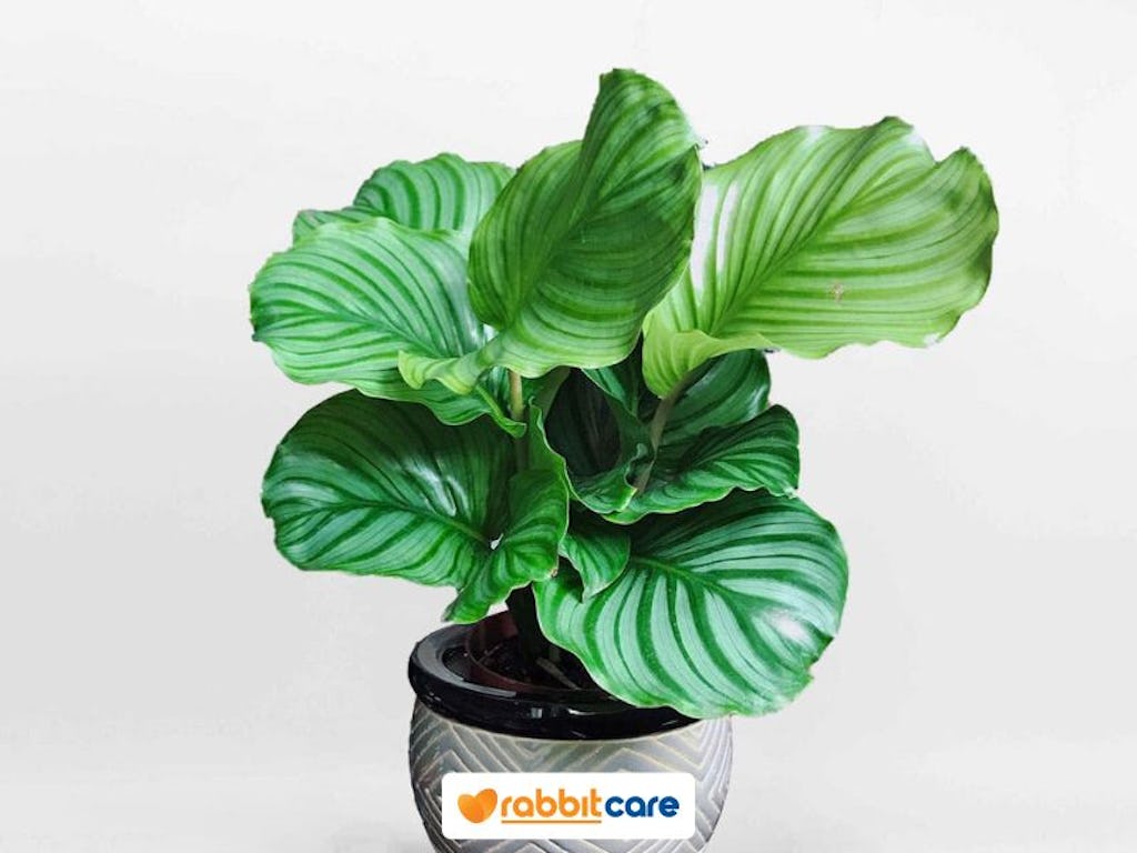 đuôi công cây cảnh điều hòa không khí