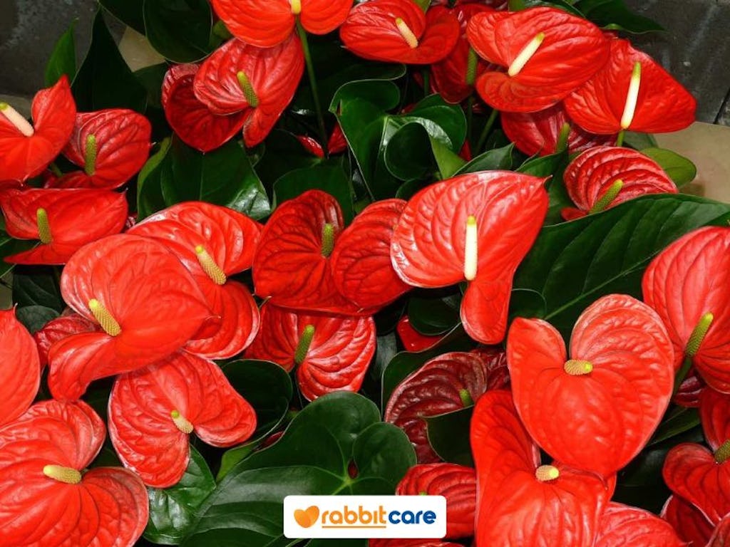 hồng môn cây lọc không khí trong nhà