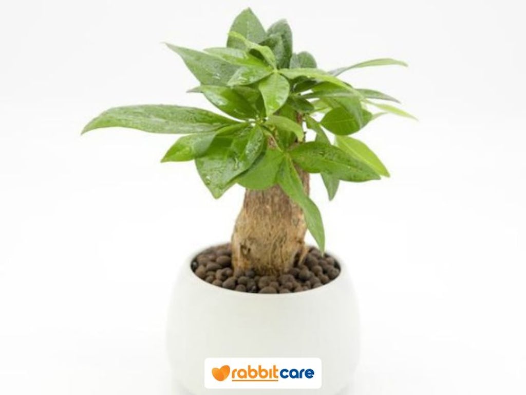 cây làm sạch không khí kim ngân