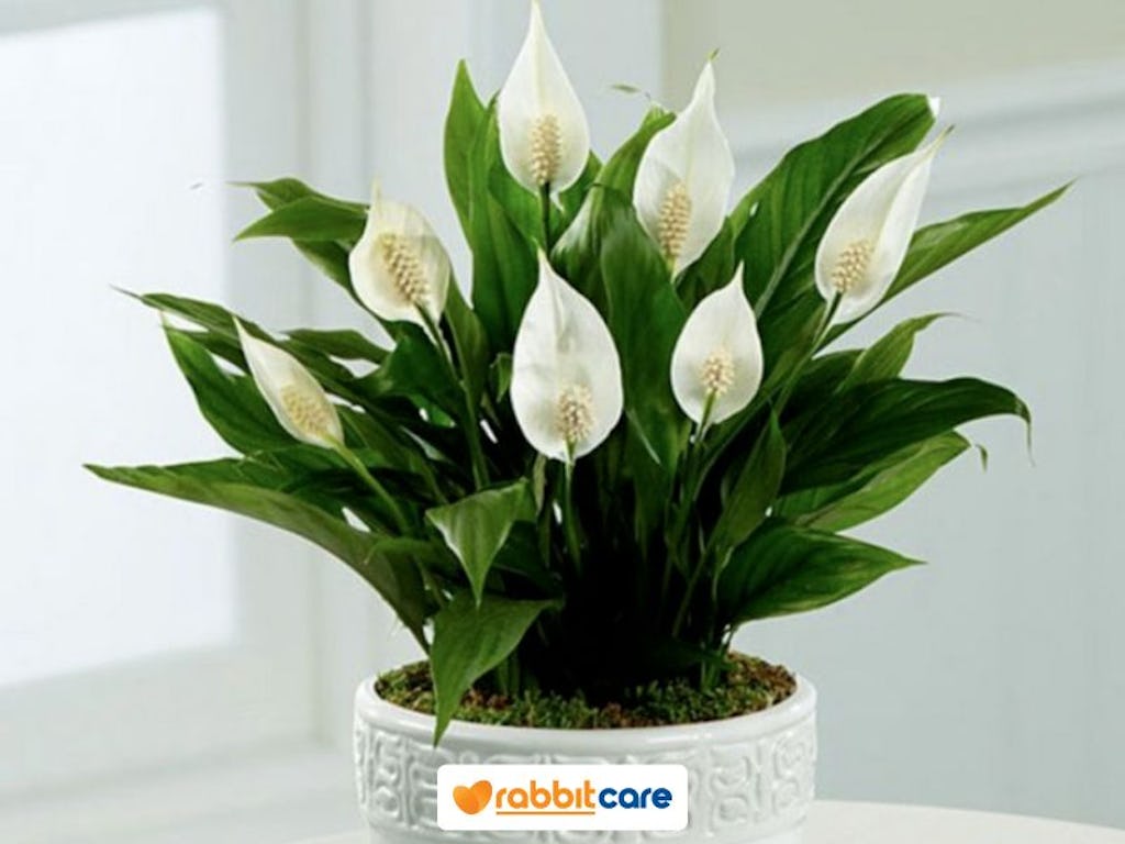 cây làm sạch không khí lan ý