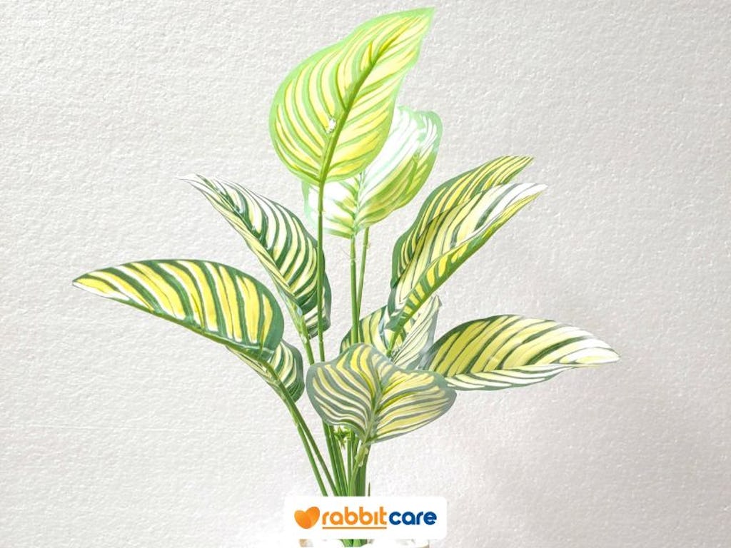 cây cảnh điều hòa không khí ngọc ngân