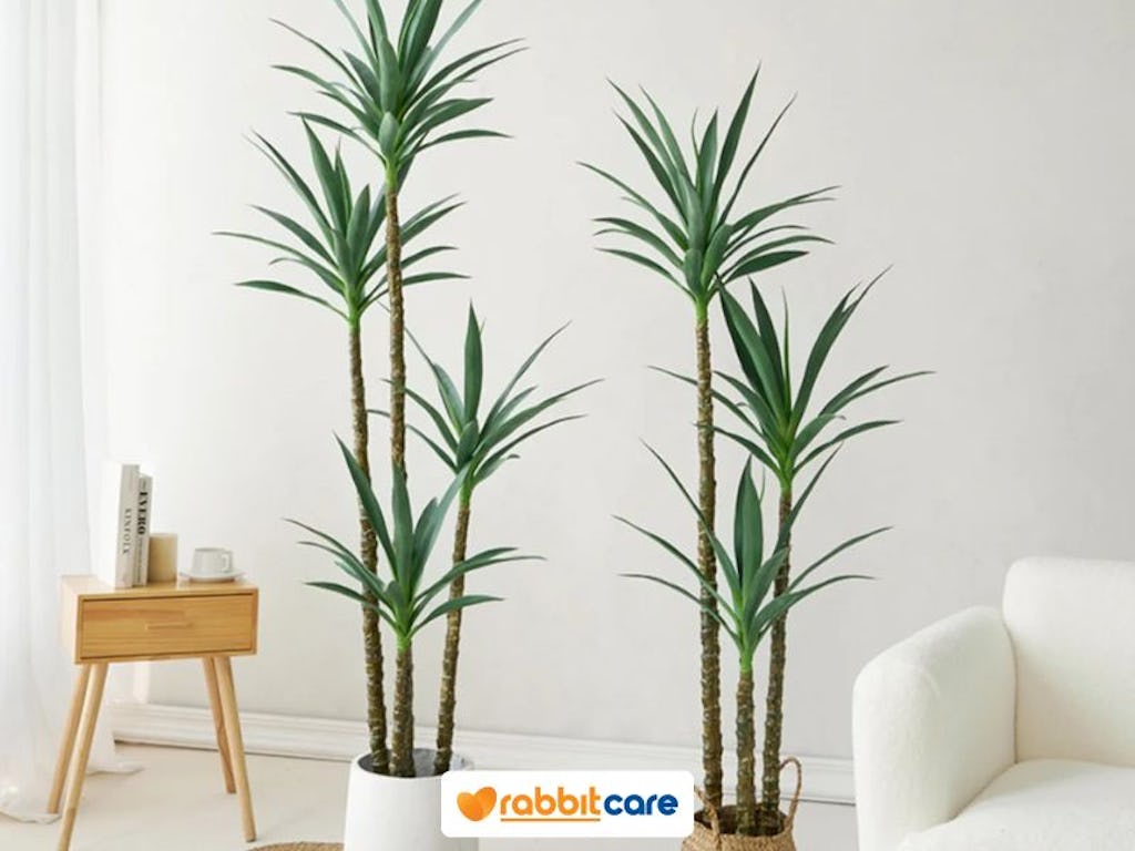 cây cây lọc không khí trong nhà phát tài