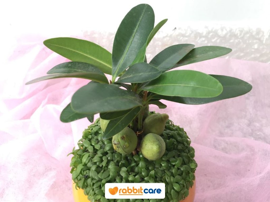 cây lọc không khí trong nhà tài lộc