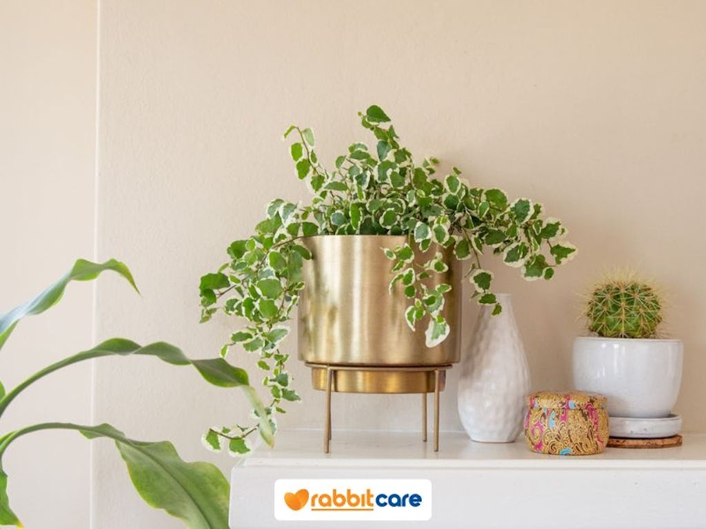 cây lọc không khí trong nhà thường xuân