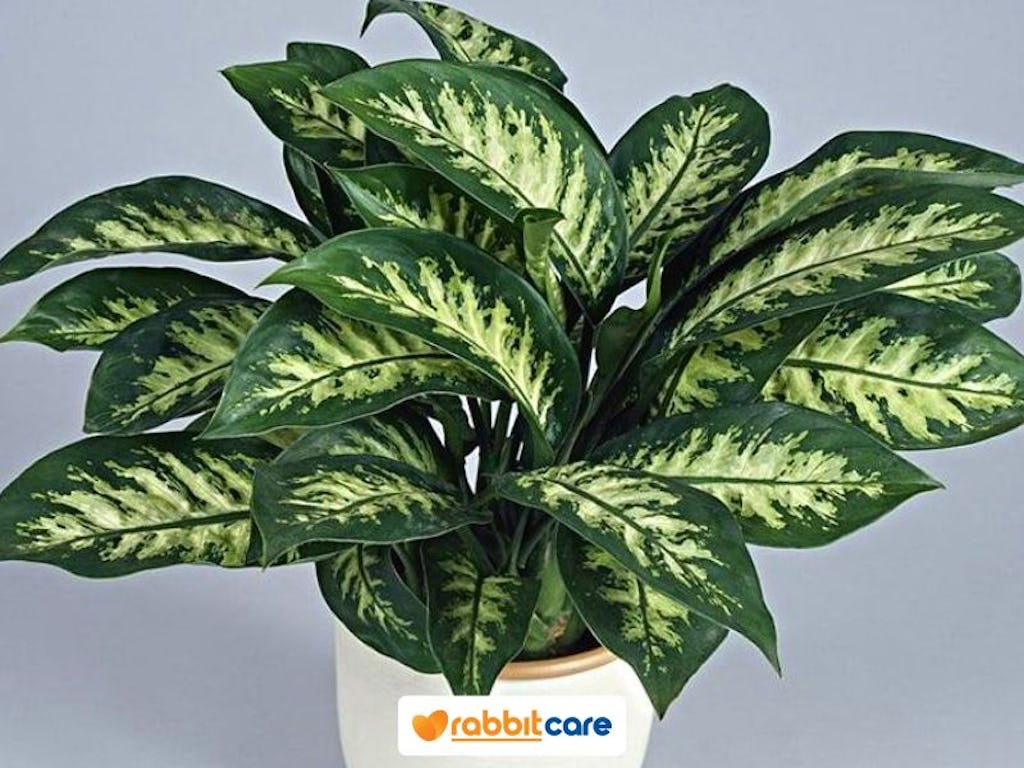 cây lọc không khí trong nhà vạn niên thanh