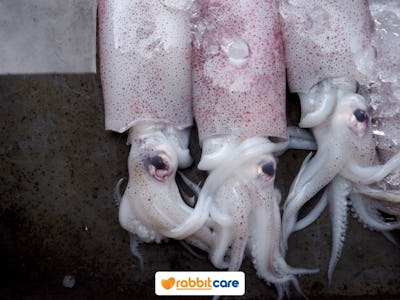 Rabbit Care Blog Image 89239