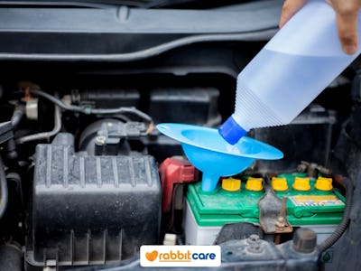 Rabbit Care Blog Image 96341