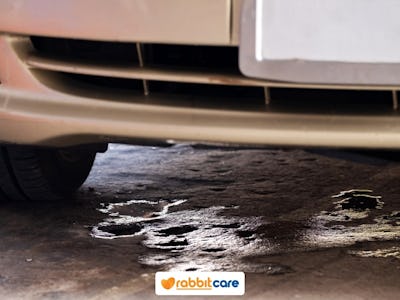 Rabbit Care Blog Image 96528