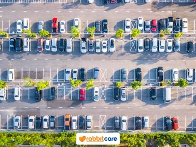 Rabbit Care Blog Image 99531